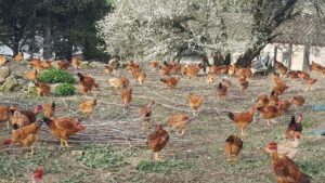 Poulet de la Vacquerie