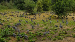 Pintades de la Vacquerie